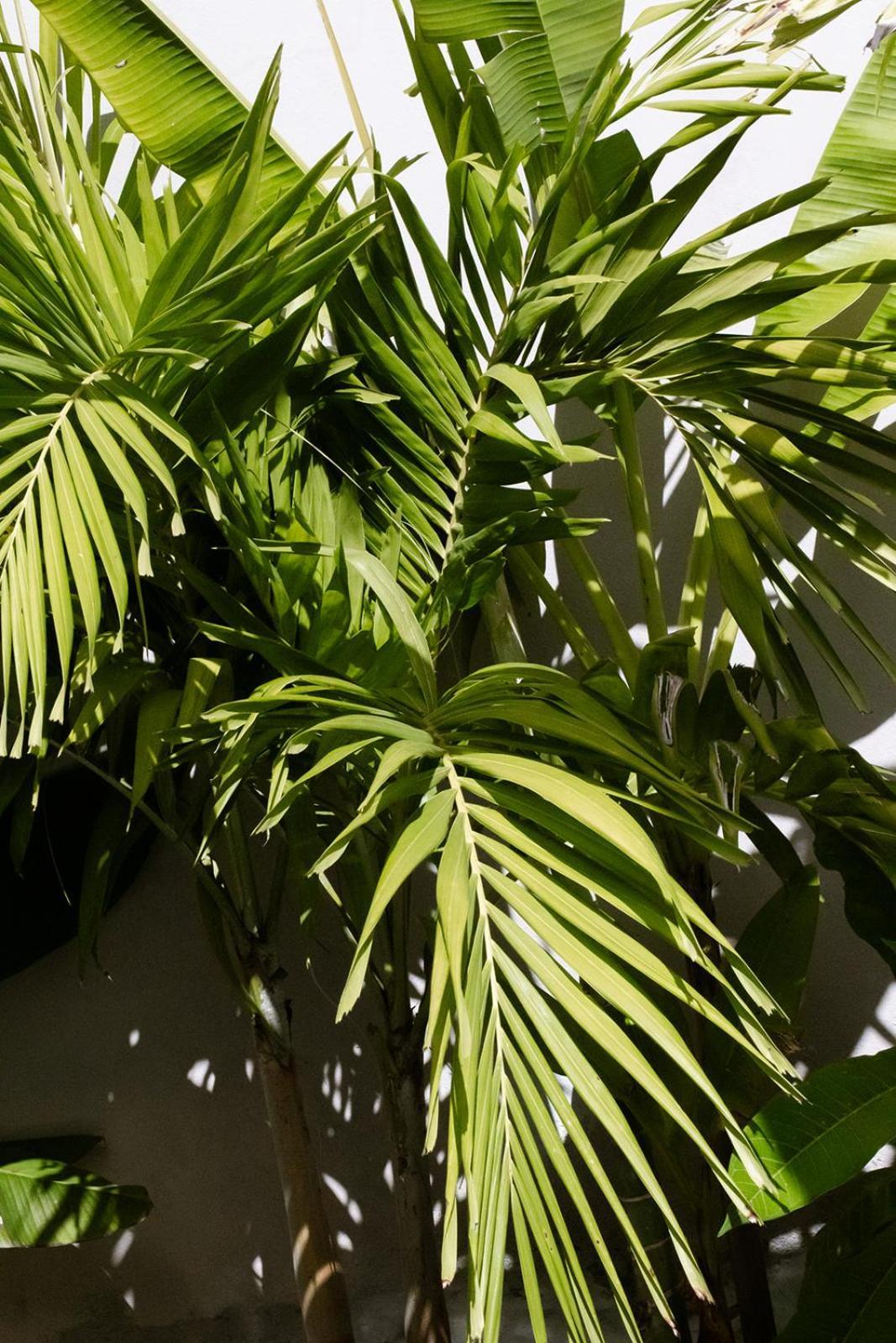 Le Jardin De La Tortue Verte *